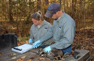 Wildlife_Services_National_Rabies_Mgt